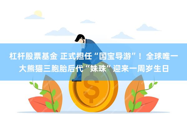 杠杆股票基金 正式担任“国宝导游”！全球唯一大熊猫三胞胎后代“妹珠”迎来一周岁生日